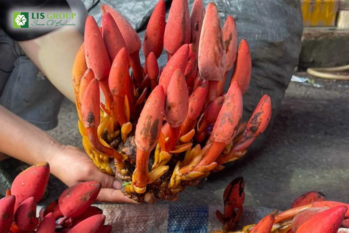 Nấm ngọc cẩu với đặc điểm độc đáo và đảm bảo sức khỏe rất tốt