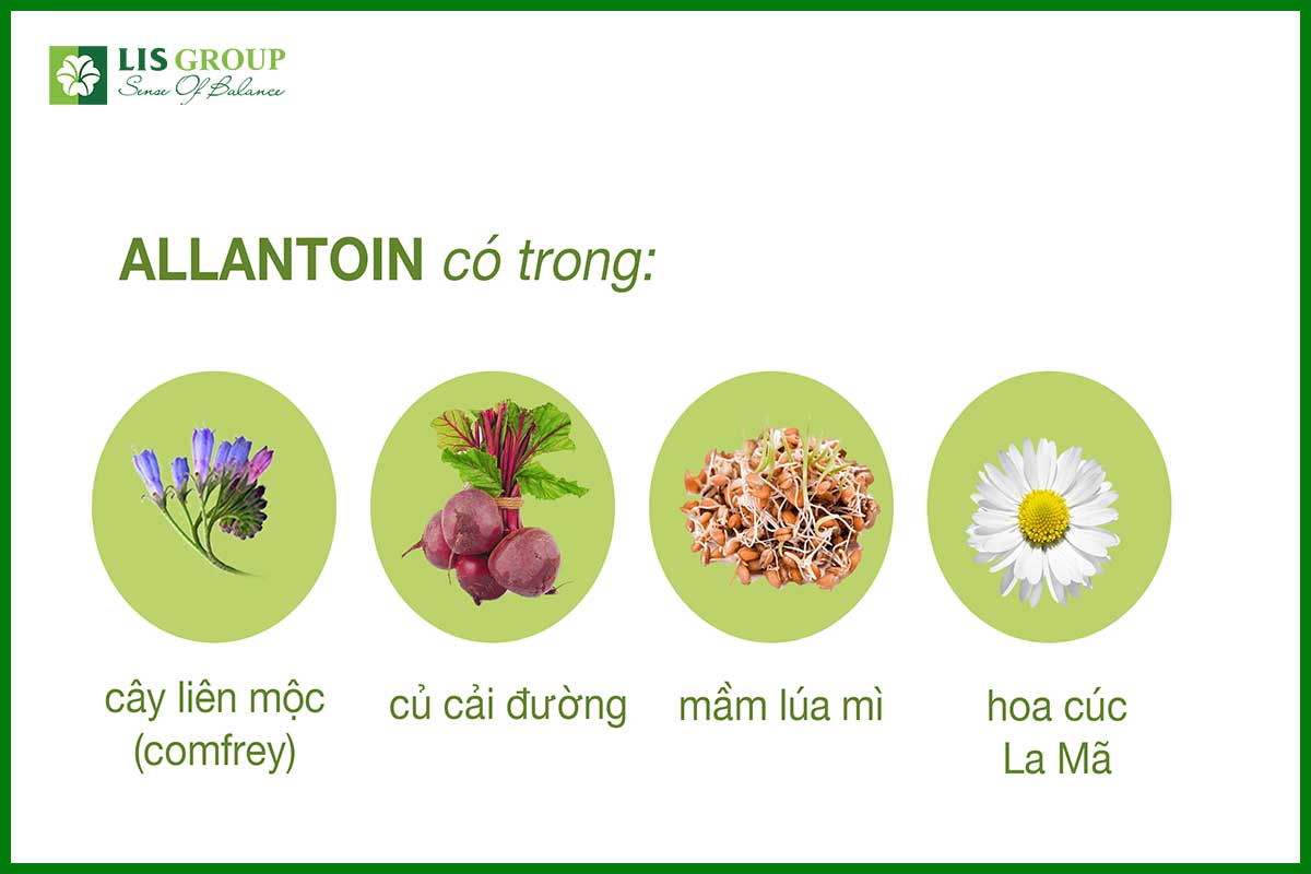 Allantoin có thể được tìm thấy trong các loại thực vật rất phổ biến